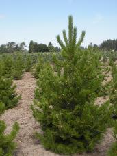 Lodgepole Pine